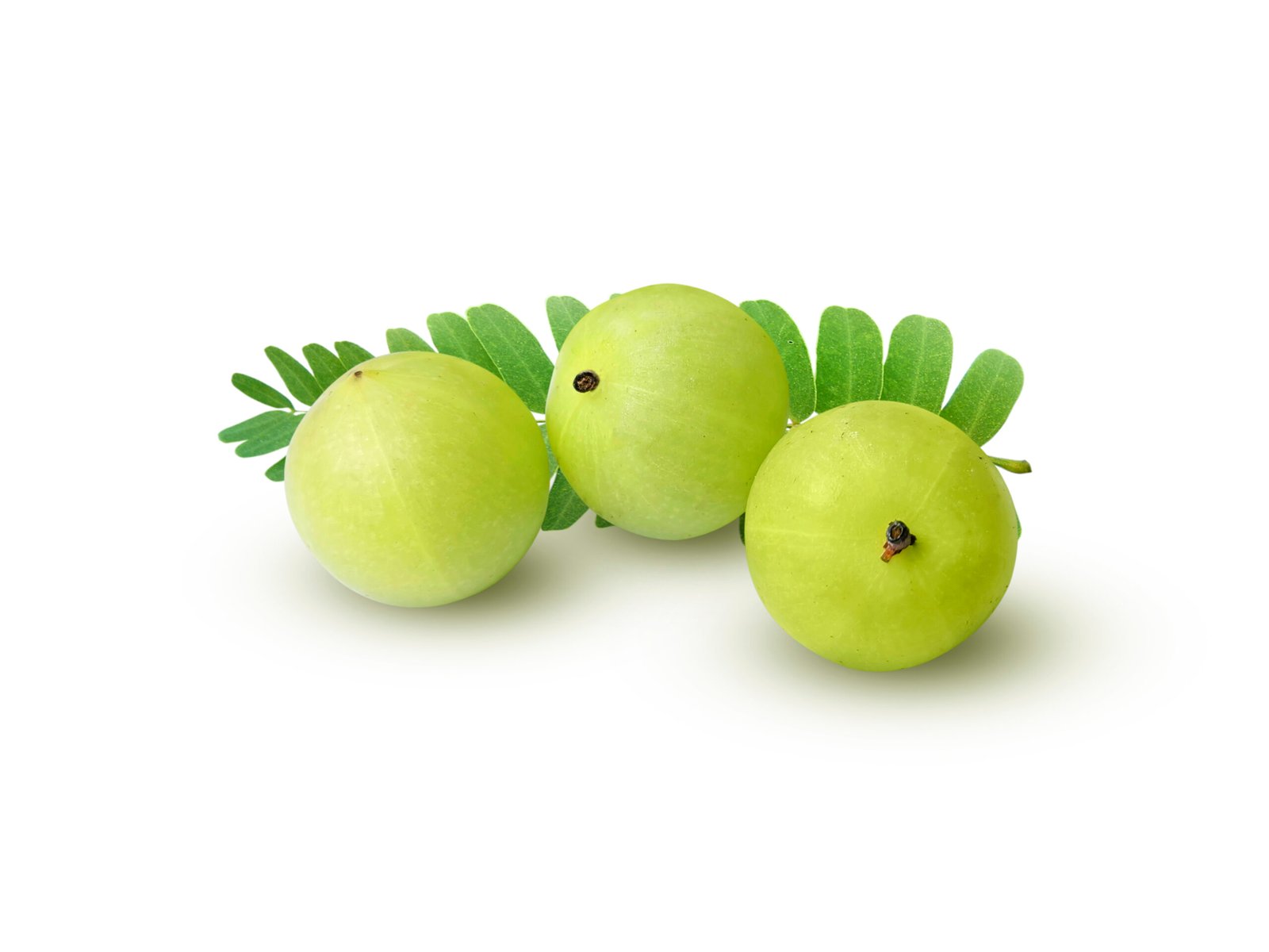 Indian Gooseberry (Amla) - Image 3
